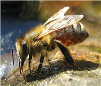 البحوث الزراعية: ارتفاع صادرات النحل لـ 24 مليون دولار