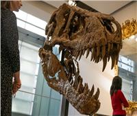 بـ20 مليون دولار.. عرض أقدم جمجمة لديناصور للبيع بمزاد الشهر القادم بنيويورك