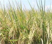 تحرير محاضر ضد المزارعين المتهربين من توريد الأرز الشعير بالشرقية