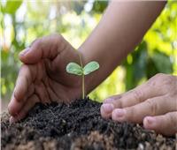 منها زراعة الأشجار.. 3 طرق تساعد على امتصاص الكربون