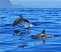 الإنقاذ البحري: الدولفين ثروة قومية لجذبه السياح