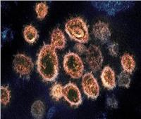 العلماء يكتشفون خلايا فيروس «تطوف» بحثا عن طريق للانتشار والعدوى| فيديو