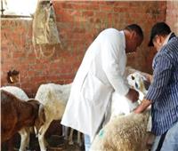 بدء الحملة القومية لتحصين الماشية ضد مرض الحمى القلاعية بالمنيا.. السبت