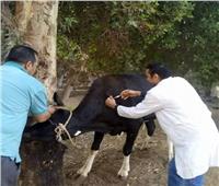 انطلاق الحملة القومية الثالثة لتحصين الماشية ضد الحمى القلاعية بالفيوم