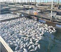 مصيلحي: المزارع السمكية تمثل أكثر من 80% من إجمالي الإنتاج المصري