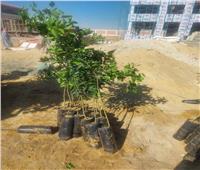 جهاز حدائق أكتوبر يوزع 3500 شجرة مثمرة بالمجان على المواطنين