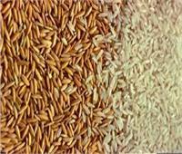 التموين: استلام الأرز المحلي يتجاوز 35 ألف طن بكفر الشيخ