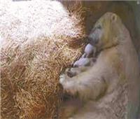 ولادة دببة توأم من نوع نادر بحديقة حيوان في ولاية أوهايو الأمريكية