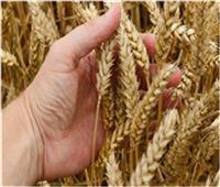 الإحصاء: انخفاض واردات القمح خلال التسعة اشهر الماضية بنسبة 2.6%