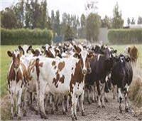  تحصين 66 ألف رأس ماشية ضد «الحمى القلاعية والوادي المتصدع» في بني سويف  