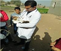 قافلة بيطرية من جامعة الزقازيق تفحص وتُعالج 2625 حيوان وطائر في أبو حماد