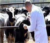 تحصين 80 ألف رأس ماشية ضد الحمى القلاعية والوادي المتصدع في بني سويف 