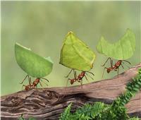 «مجتمعات النمل».. تعاون مذهل قائم على حاسة الشم