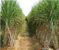 وزارة الزراعة: استنباط أنواع جديدة من شتلات قصب السكر