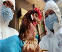 أوروبا تشهد أكبر موجة لانتشار إنفلونزا الطيور على مدار تاريخها