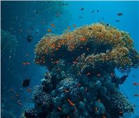أستاذ المناخ: ارتفاع ملوحة البحر تؤثر سلبًا على الكائنات البحرية
