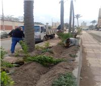  محافظ الإسكندرية: زارعة ٤٠ ألف و٢٧٧ شجرة في المبادرة الرئاسية 