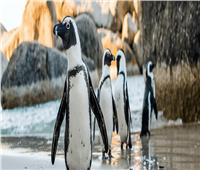 بسبب تغير المناخ والصيد الجائر..  البطريق الأفريقي طيور مهددة بالانقراض 