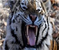 إغلاق حديقة حيوان في  الولايات المتحدة بعد هروب «نمر» من قفصه