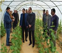 شوشة: مشروعات التوسع الزراعي هدفها عودة سينا لتكون «سُلة غذاء مصر»