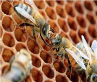 أول لقاح عالمي لحماية النحل من البكتيريا القاتلة