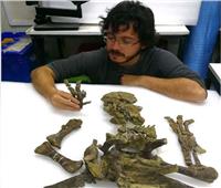 علماء يكشفون: حفرية الديناصورات الموجودة في تشيلي لها ذيل مثل السيف