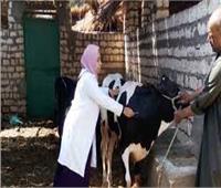 محافظ القليوبية يُعلن بدء انطلاق حملة تحصين الماشية ضد مرض الجلد العقدي