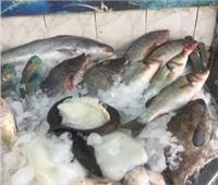 ضبط 4.5 طن أسماك مجمدة مجهولة المصدر بالقليوبية