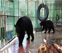 محمد رجائي يكشف تفاصيل إعلان حديقة الحيوان لفتح أبوابها للمواطنين
