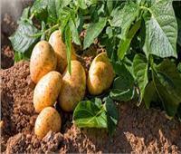 الإحصاء: 502 ألف فدان محصـول البطاطس في 2021