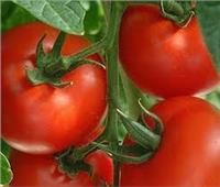 المركزي للإحصاء: 356 ألف فدان مساحة محصول الطماطم في عـام 2021 