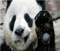 نفوق الباندا العملاق «لي لي» في حديقة حيوان «ممفيس»