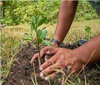 التنمية المحلية: زراعة 4 ملايين و347 ألف شجرة في المحافظات    