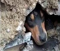 الحماية المدنية تنقذ «كلب» محتجز بأحد العقارات في القاهرة