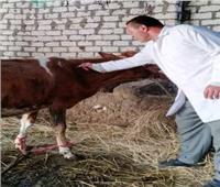تحصين 164 ألف رأس أبقار وأغنام ضد مرض التهاب الجلد العقدي بالشرقية 