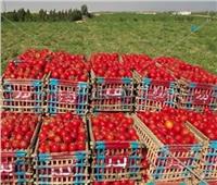 موسم جني الذهب الأحمر| بوابة أخبار اليوم في جولة داخل مزارع إنتاج الطماطم| فيديو 