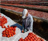 «الذهب الأحمر».. طماطم الأقصر المجففة تغزو الأسواق العالمية| صور