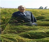 نقيب الفلاحين: قرار مجلس الوزراء بإلغاء تحديد سعر بيع الأرز قرار عادل