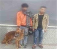 ضبط المتهمين بالاعتداء على شخص بواسطة «كلب» في القاهرة