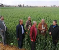 لجنة من وزارة الزراعة تتفقد حقول القمح في القليوبية