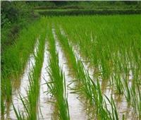 خاص| «الزراعة»: تحديد مساحة محصول الأرز بـ724 ألف فدان لموسم 2023 