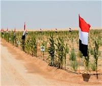 أستاذ بجامعة عين شمس: الدولة جهزت 600 ألف فدان للزراعة في سيناء
