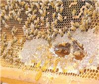 كنوز على الطريق الصحيح.. التمور وعسل النحل في انتظار استثمارات جديدة