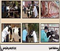 السبت.. بدء الحملة القومية لتحصين الماشية ضد «الحمى القلاعية» بالمنيا