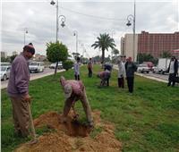  زراعة 52 ألف و688 شجرة في المبادرة الرئاسية بالإسكندرية 