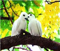 صور| «الخرشنة البيضاء الأثيرية».. أجمل الطيور على كوكب الأرض