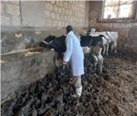 تحصين 145 ألف رأس ماشية وأغنام بالإسكندرية ضد الحمى القلاعية