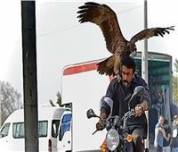 أحمد العوضي يحمل صقرًا في كواليس «ضرب نار»