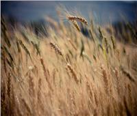 أستاذ تغيرات مناخية: استمرار التلوث قد يؤثر على محصول القمح في العالم