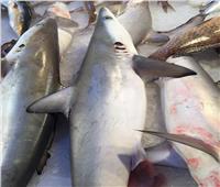 لحومها خطرة على صحة الإنسان ومحظور صيدها.. بيع أسماك القرش في مدن القناة